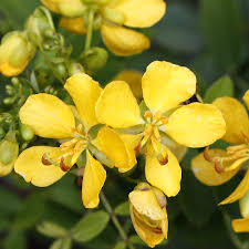 Image result for Senna floribunda