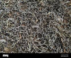 Image result for Selaginella dregei