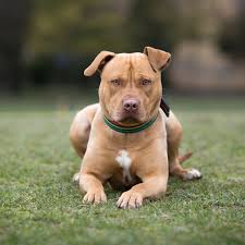 To many, all they see is a vicious fighting dog that should be banned if not destroyed. American Staffordshire Terrier Full Profile History And Care