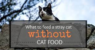 You Found A Little Beast But You Were Not Prepared You May Be Wondering What To Feed A Stray Cat Without Cat Food Find Temporary Stray Cat Cats Best Cat Food