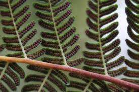 Image result for Cyathea capensis