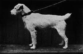 Image result for history of the jack russell terrier