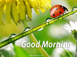 See more ideas about good morning, good morning images, morning images. Good Morning Best Cards Photos Quotes