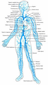 Body Vein Diagram Luxury Veins Diagram Inspirational Arteries For The Love Nursing Medical Anatomy Human Anatomy And Physiology Circulatory System