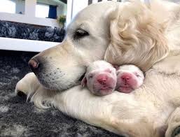 See more ideas about puppies, cute animals, cute dogs. The Most Adorable Dog Hugging Their Cute Little Puppies