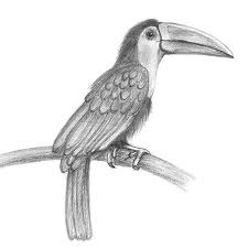Here Is A 9 Step Simple And Quick Tutorial About How To Draw A Toucan Bird Drawings Pencil Sketches Of Animals Bird Sketch