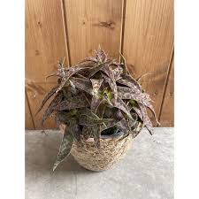 Image result for Crassula alba