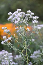Check spelling or type a new query. Pycnanthemum Verticillatum Var Pilosum Hairy Mountain Mint Prairie Moon Nursery
