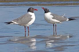 Image result for seagull