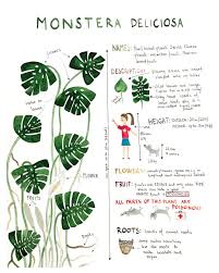 Monstera Plant Facts Happy Monstera Monday Lovely Friends Monstera Monsteraplant Monsteramonday Monsteraillustra Plants Plant Care Houseplant Cool Plants