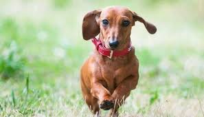 How much does a miniature dachshund cost? Dachshund Ivdd Neutering