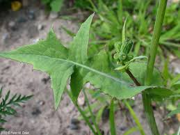 Image result for Sonchus wilmsii