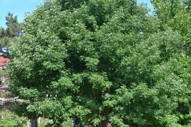 Image result for Fraxinus americana