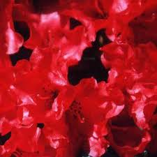 Dwarf Rhododendron Scarlet Wonder 18cm Pot Size Read More Reviews Of The Product By Visiting The Link On The Image This Is A Rhododendron Plants Wonder