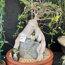 Image result for Fockea