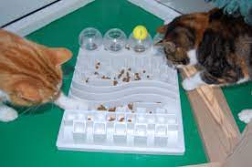 Cats have a natural instinct to hunt for prey and being fed from a bowl can cause them to be understimulated or to eat too fast. Puzzle Feeders For Your Cat International Cat Care