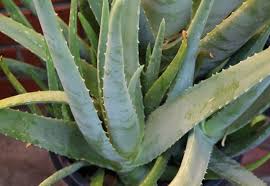 The aloe genus has so much to offer, from unusual flowers and leaf forms to trees most people are familiar with the ubiquitous aloe vera plant: Identifying And Growing Edible Aloe Vera Deep Green Permaculture