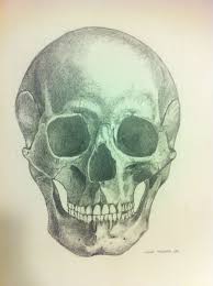 Disegno Teschio Cranio Chiaro Scuro Disegno Teschio Disegni Teschi