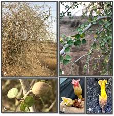 Image result for Burseraceae