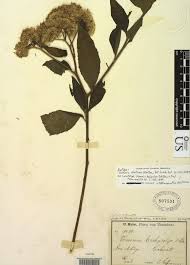 Image result for Vernonia zanzibarensis