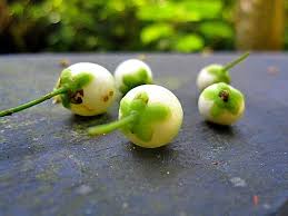 周末的後慈湖 兩蔣文化園區 隨意窩xuite日誌 fruit flowers apple