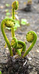 Maybe you would like to learn more about one of these? Fiddlehead Ferns Pohole Fiddlehead Greens Fern When A Fern First Emerges From The Ground Its Uncoiled Frond Is Fiddlehead Ferns Ferns Spirals In Nature