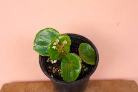 Image result for Begonia clypeifolia