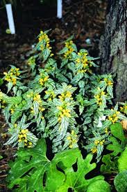 Image result for Lamium galeobdolon