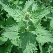 We did not find results for: Catnip Catmint Seeds For Sale Nepeta Cataria