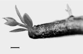 Image result for Schinopsis