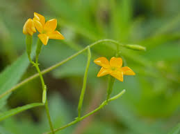 Image result for Turneraceae