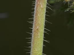 Image result for Cassinopsis tinifolia