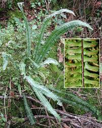 Image result for Asplenium monanthes
