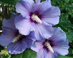 50 Mixed Colors Rose Of Sharon Hibiscus Syriacus Flower Tree Bush Seeds Mix Hibiscus Plant Purple Hibiscus Hibiscus Shrub