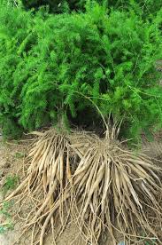 Image result for Asparagus racemosus