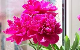 Dieser pinnwand folgen 764 nutzer auf pinterest. Seite 1 Pfingstrosen Hd Hintergrundbilder Kostenlose Desktop Hintergrunde