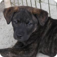 Some beagle and lab mix puppies will be a perfect blend of their parent breeds. Naperville Il Terrier Unknown Type Medium Meet Terrier Lab Pups Willow A Pet For Adoption