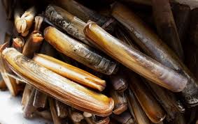 Frequently Asked Questions The Atlantic Razor Clam Pangea