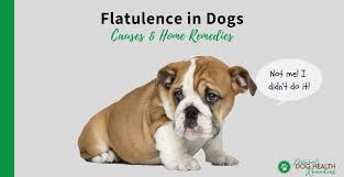How to relieve gas in dogs. Flatulence In Dogs Causes And Home Remedies For Gassy Dogs