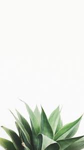 Pin By Nicholas On Plants In 2020 Plant Wallpaper White Wallpaper For Iphone Succulents Wallpaper