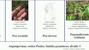 Image result for Sclerodactylon macrostachyum