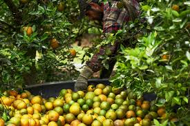 Spann, eds., 2011 florida citrus pest management guide, university of florida, ifas further studies are needed to determine the most suitable flazasulfuron rate that could be used to manage weeds in grapefruit. Citrus Farmers Facing Deadly Bacteria Turn To Antibiotics Alarming Health Officials The New York Times