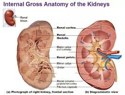 Internal Gross Anatomy Of The Kidney Sectional View Www Anatomynote Com Kidney Anatomy Gross Anatomy Renal Physiology