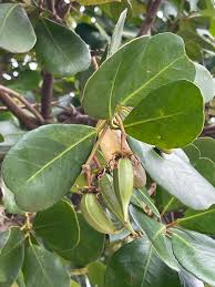 Image result for Brexia madagascariensis