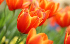 Orange Tulips Related Keywords Amp Suggestions Orange Tulips Long Tulips Flowers Beautiful Flowers Pictures Orange Tulips