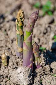 We did not find results for: How And When To Harvest Asparagus Gardener S Path