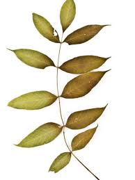 Maybe you would like to learn more about one of these? Tips Information About Ash Trees Gardening Know How