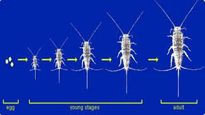 Metamorfosis sempurna ditandai dengan perubahan bentuk tubuh pada serangga dengan perbedaan yang sangat terlihat antara fase larva dan fase imago (dewasa). Metamorfosis Tidak Sempurna Pengertian Kecoa Belalang Gambar
