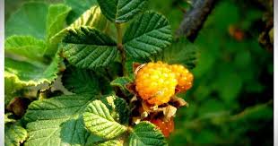 Image result for Rubus ellipticus