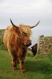 Habitat Restoration By Cow Highland Cattle Scottish Highland Cow Amazing Animal Pictures